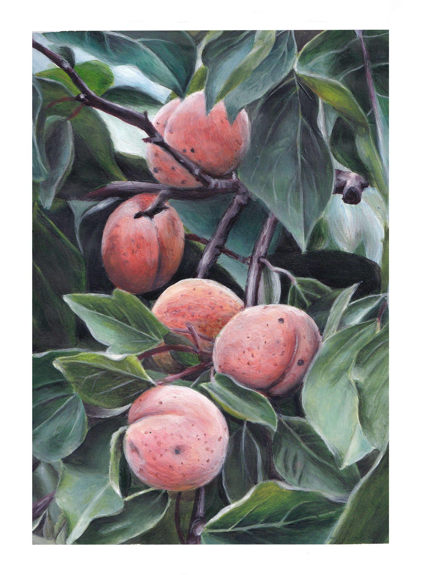 Peach Tree - Fine Art Print